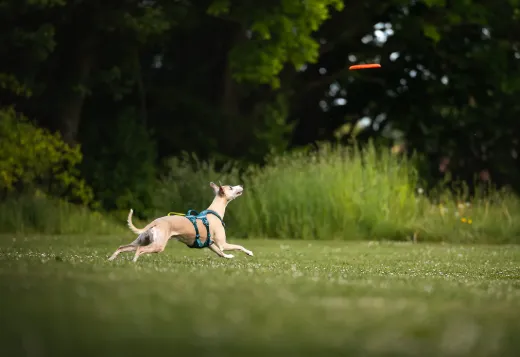 Bilde av Non-stop dogwear Dog flying disc 